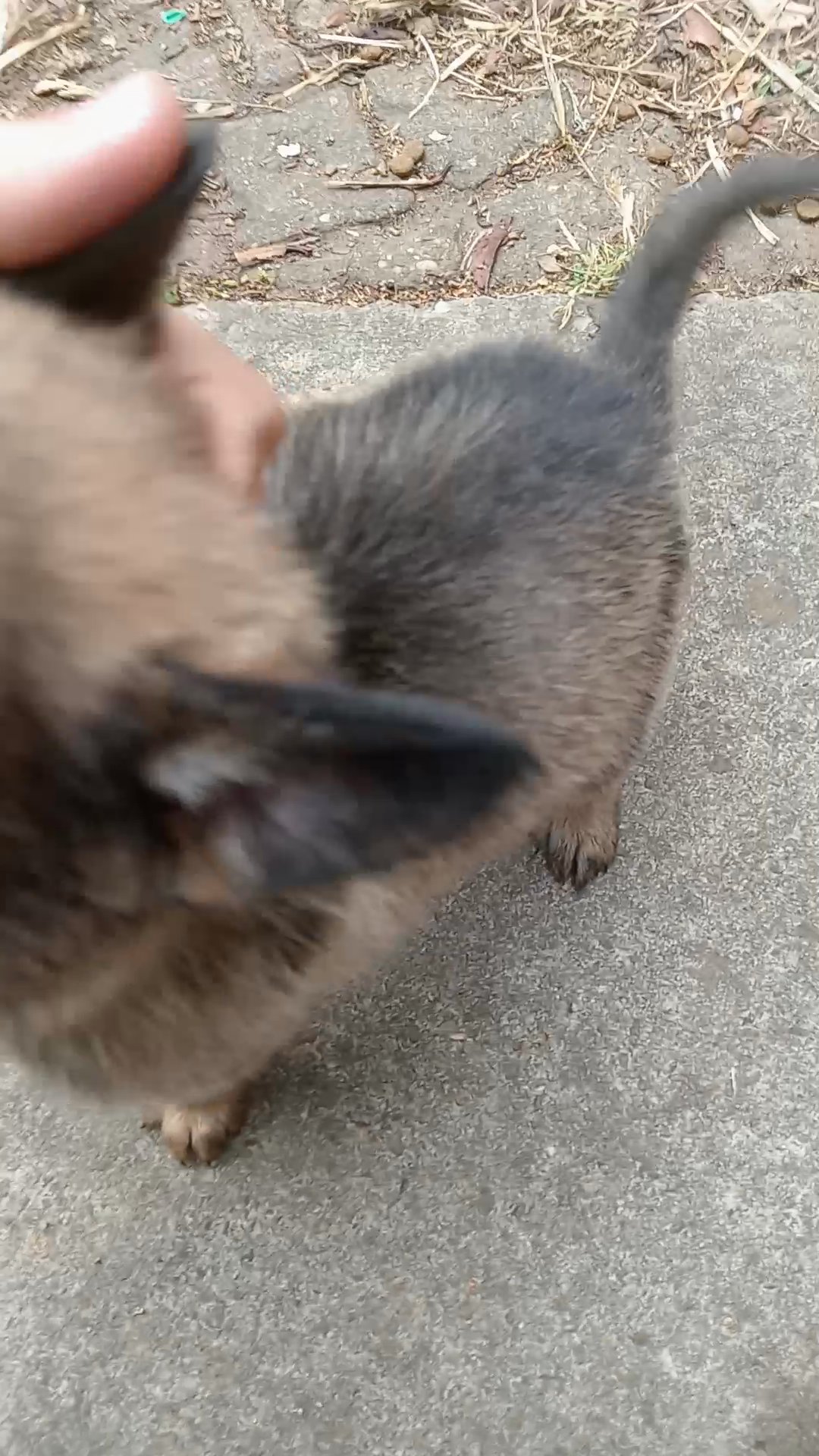 Beautiful litter of German Shepherd pups