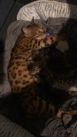 Bengal Tica Cat