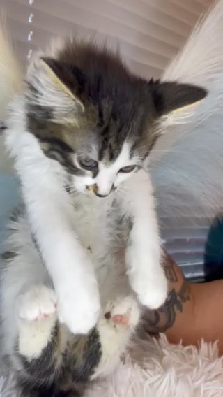 Maine coon cross tabby kittens