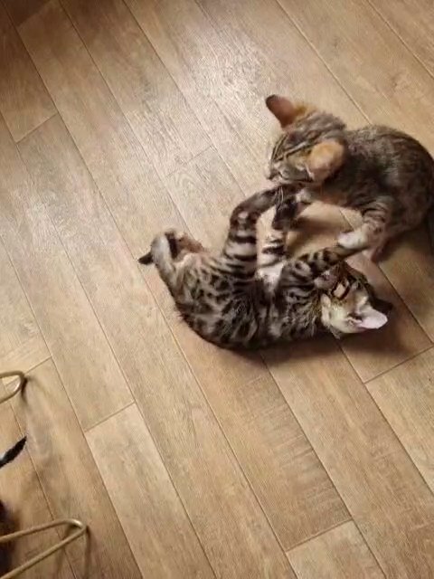 Bengal kittens