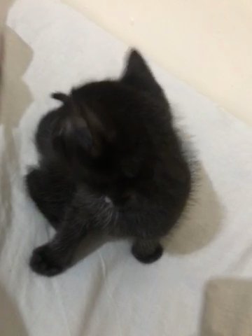 Kitten For Sale !!