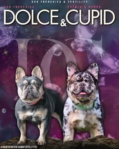 Quality Fluffy & Fluffy Carrier French Bulldogs!