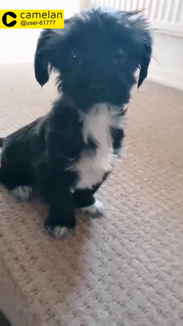 Maltipoo Puppy Girl ELENA