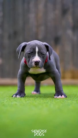 Diesel x Narla