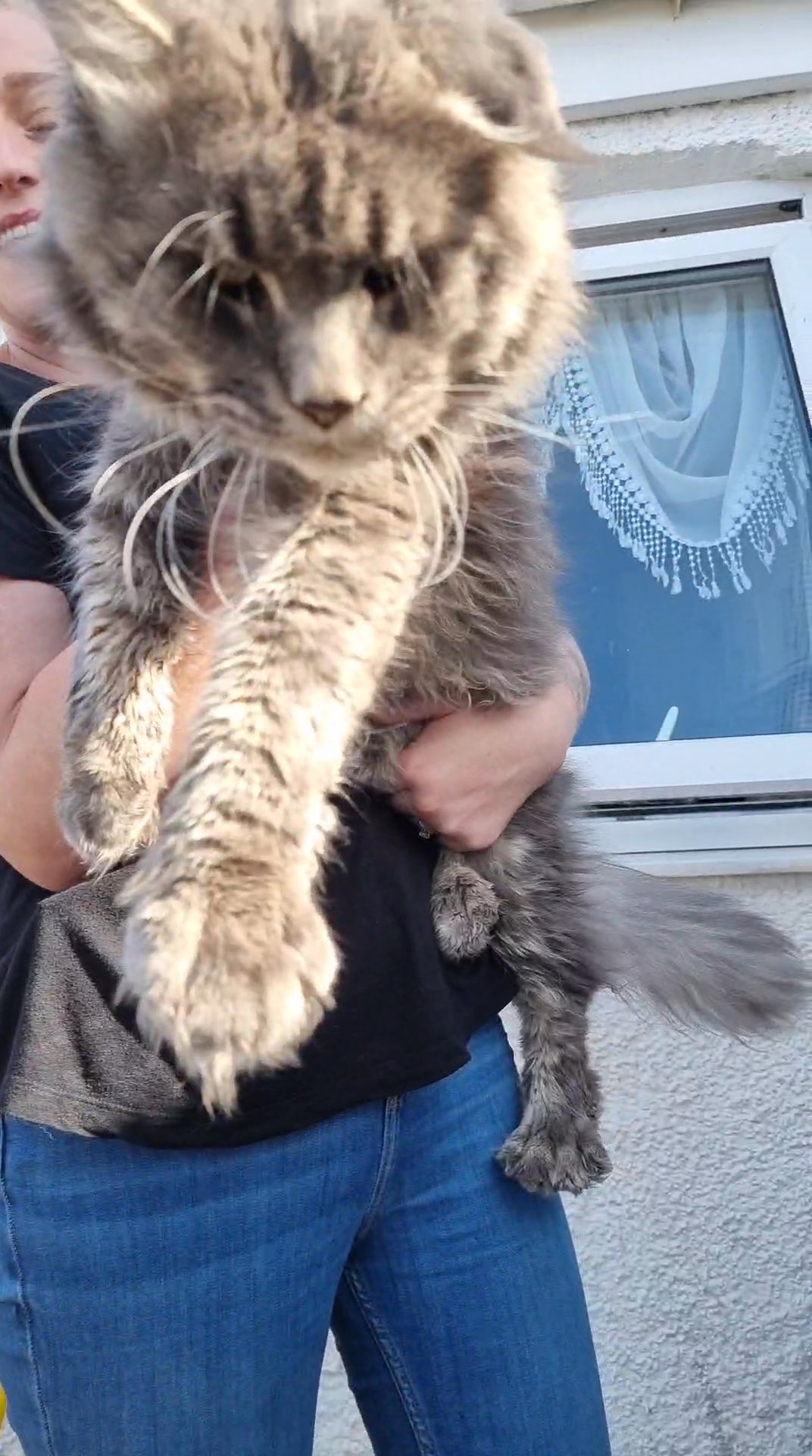2 stunning full mainecoon boys