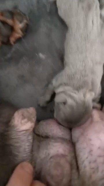 French bulldogs