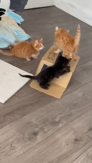 Beautiful Bengals