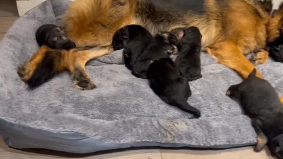 German Shepherd’s Puppies