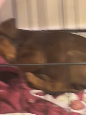 Puppy
