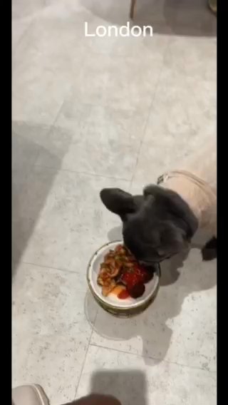 2 Year Old French Bulldogs