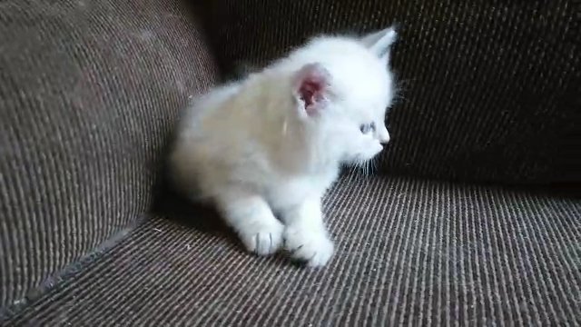 5 beautiful pure traditional siberian kittens  TICA registered.  fully vaccinated and microchipped.  5 beautiful traditional siberian kittens