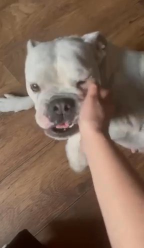 English bulldog female 6 years old