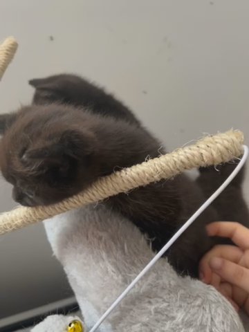 BSH Kittens