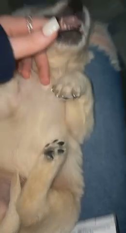 Golden retriever puppies for sale