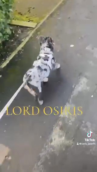 My Boy Osiris Ready For Your Ladies