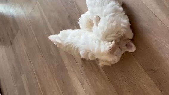 4 Bichon Maltese Pups