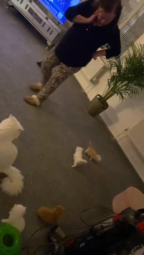x4 Beautiful Persian Chinchilla with Persian Ragdoll kittens