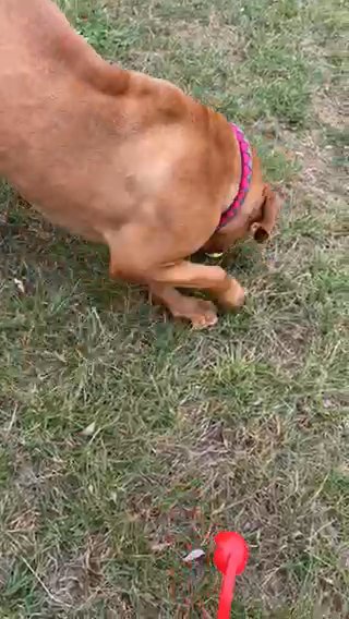 Early Listing Dogue De Bordeaux Pups Due 13.02.25