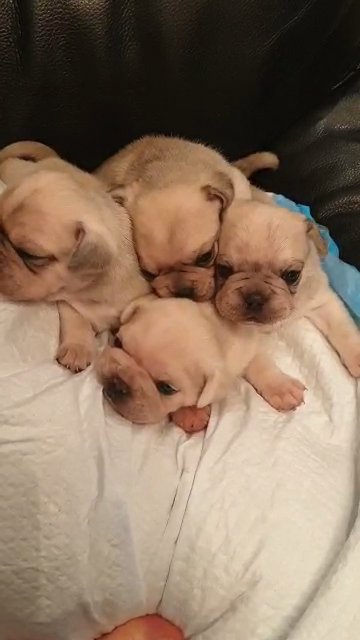 beautiful cute chunky frug