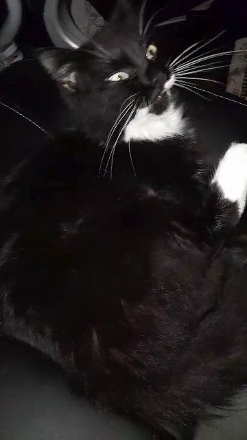 female mixed breed cat | neutered