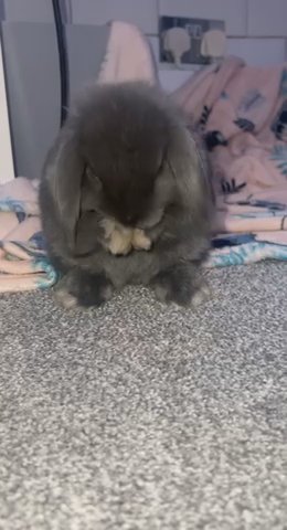 2 grey male mini lop bunnies