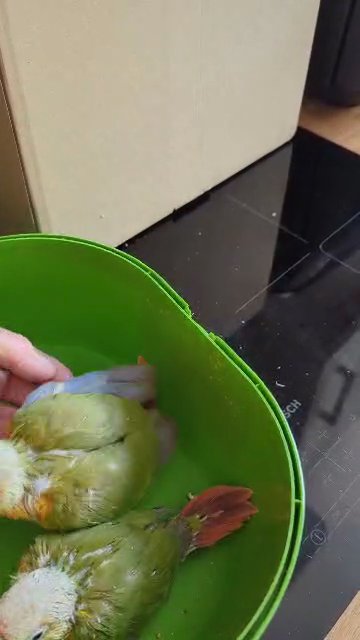 hand reared pineapple baby conure no delivery sorry
