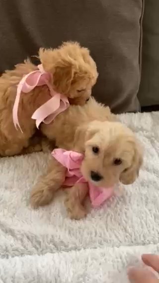 gorgeous Cavapoochon puppies