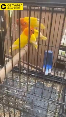 lovebirds