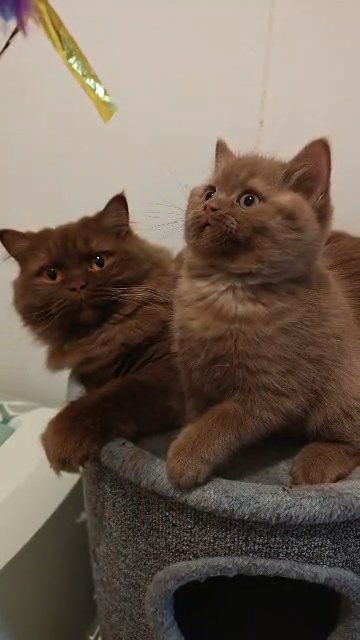 British Shorthair /Longhair kittens
