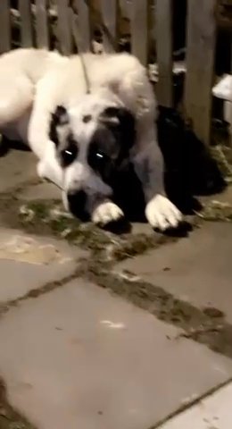 Kangal Female