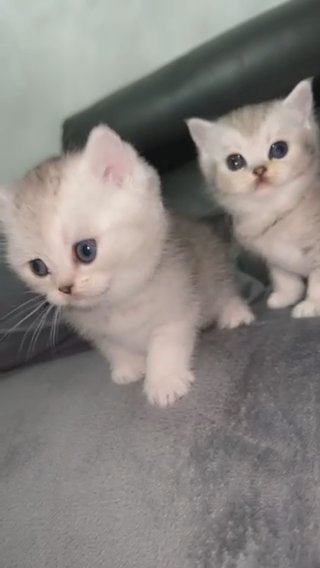 White Silver Shaded British Shorthair