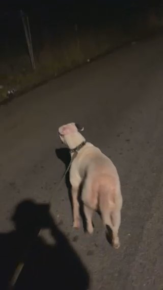 White Mastiff