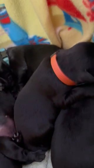 Top Quality KC Registered  Black Labrador Puppies