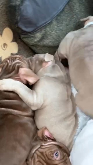 American Pocket Bully’s
