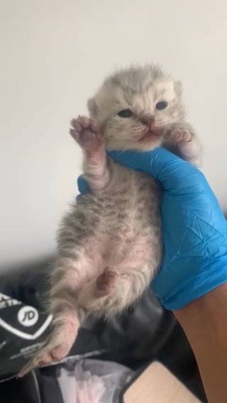 Stunning british shorthair kittens