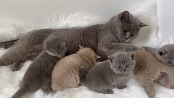 READY NOW BRITISH SHORTHAIR BLUE GCCF