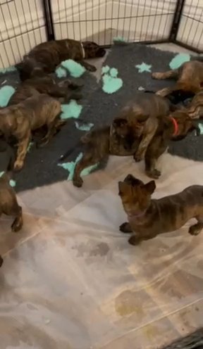 Beautiful dutch Herder Pups