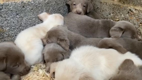 Silver Labrador Puppies