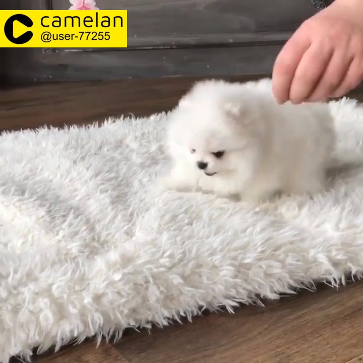 pomeranian