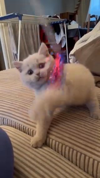 BRITISH SHORTHAIR MALE