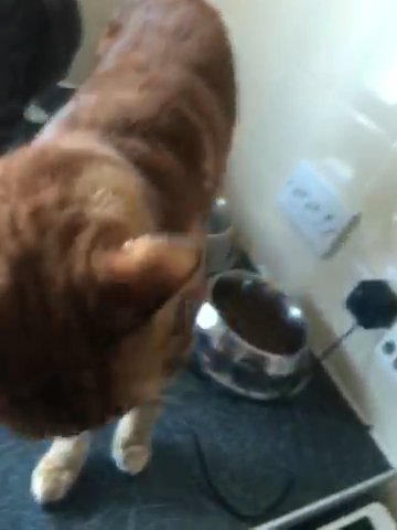 cats