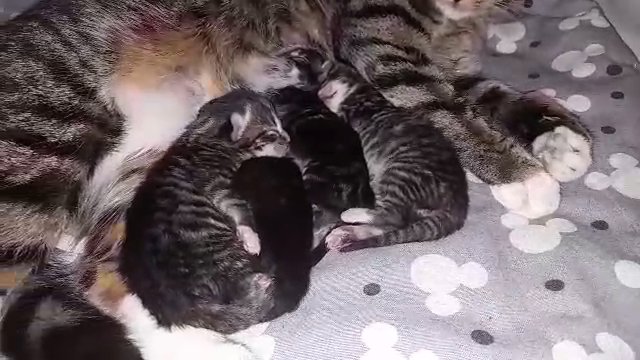 Bengal kittens