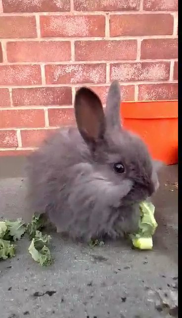 angora bunnies