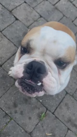English bulldog female 2 years old