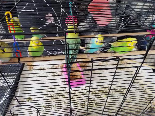 Young budgies