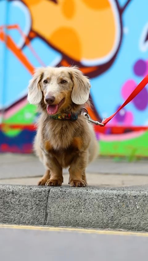 Long hair dachshund stud dog