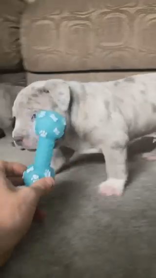 American Bully Pups