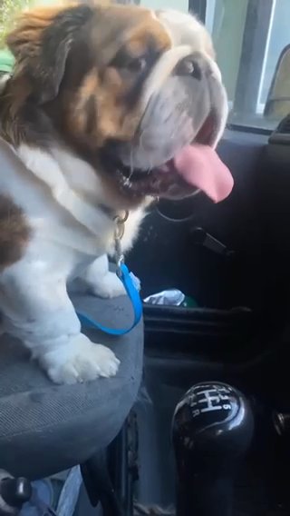 Visually Fluffy English Bulldog, Colour Carrier