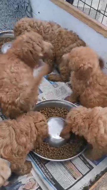 F1B GOLDENDOODLES
