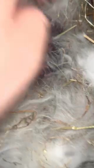Baby Rabbits